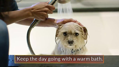 VOICE-OVER: Rachael Ray's Nutrish® Pet Food "Spa Day" Commercial